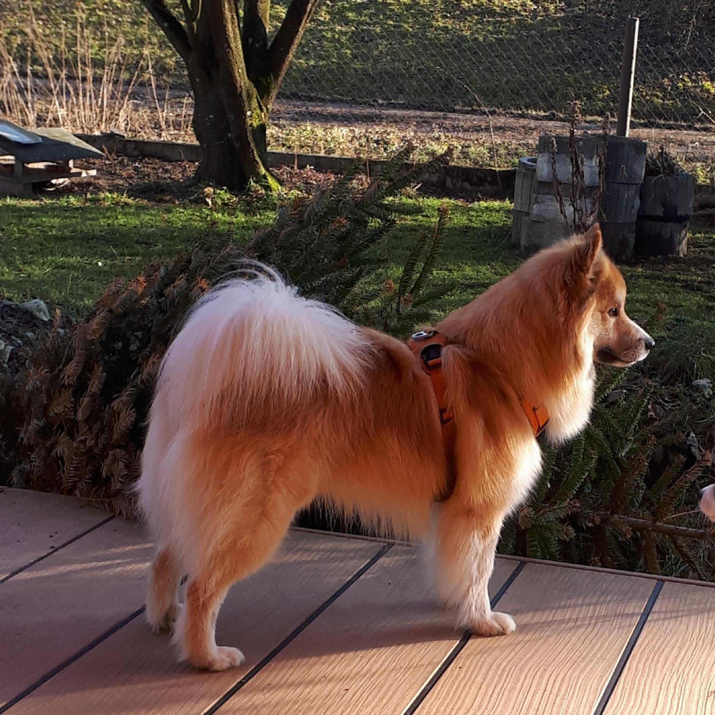 Vater Tryggur fra Klettakoti