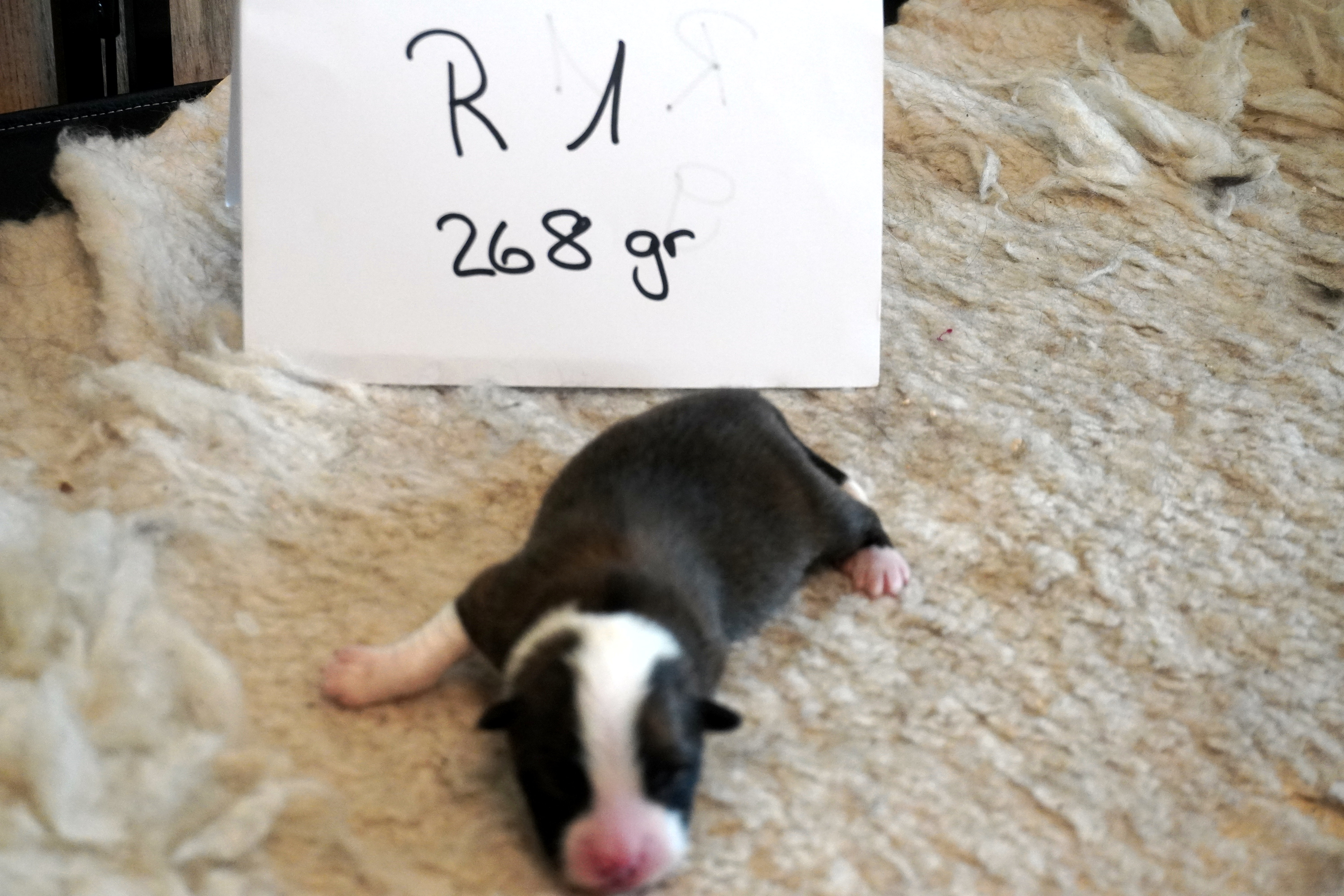 Rüde 1