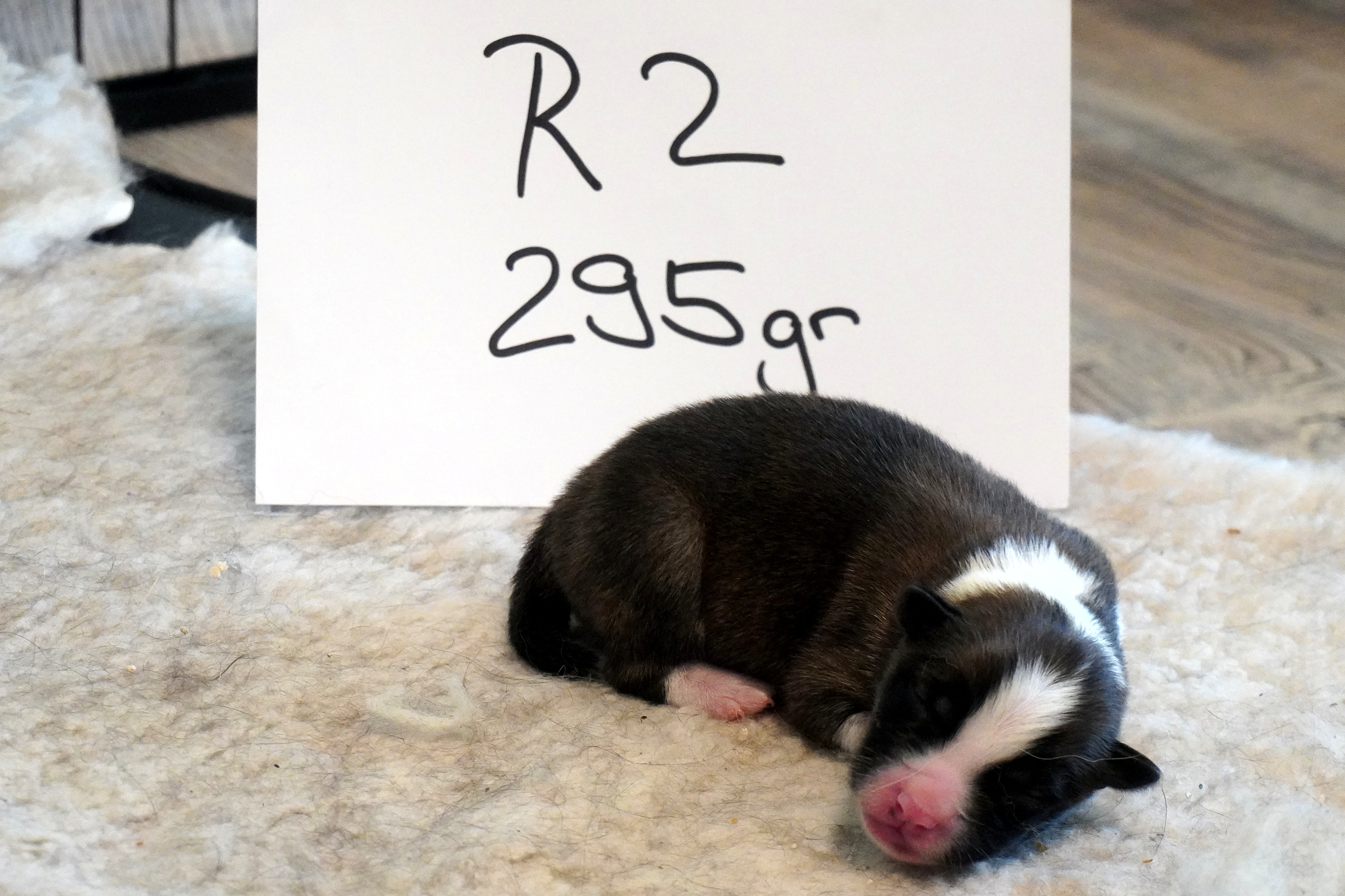 Rüde 2