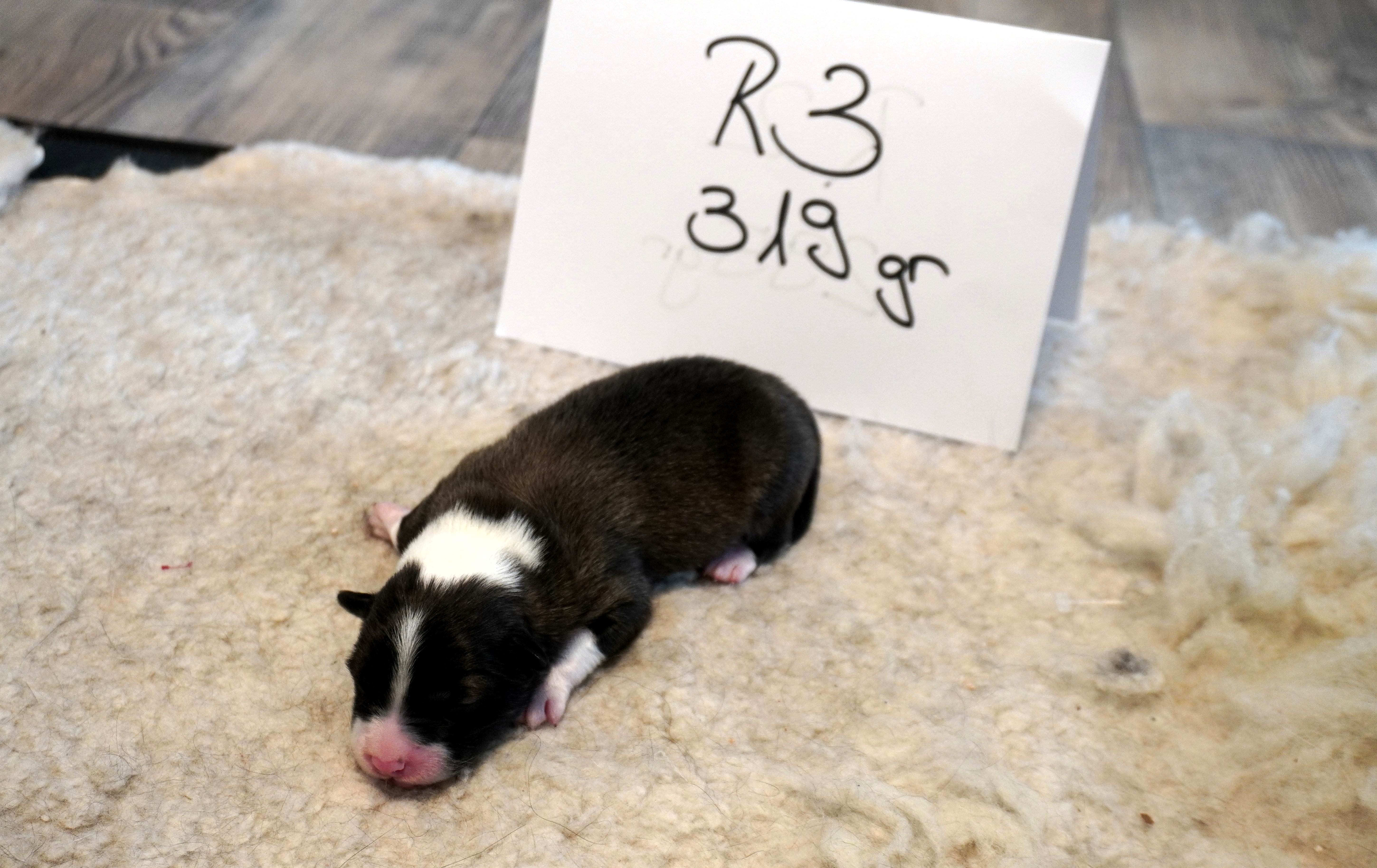 Rüde 3