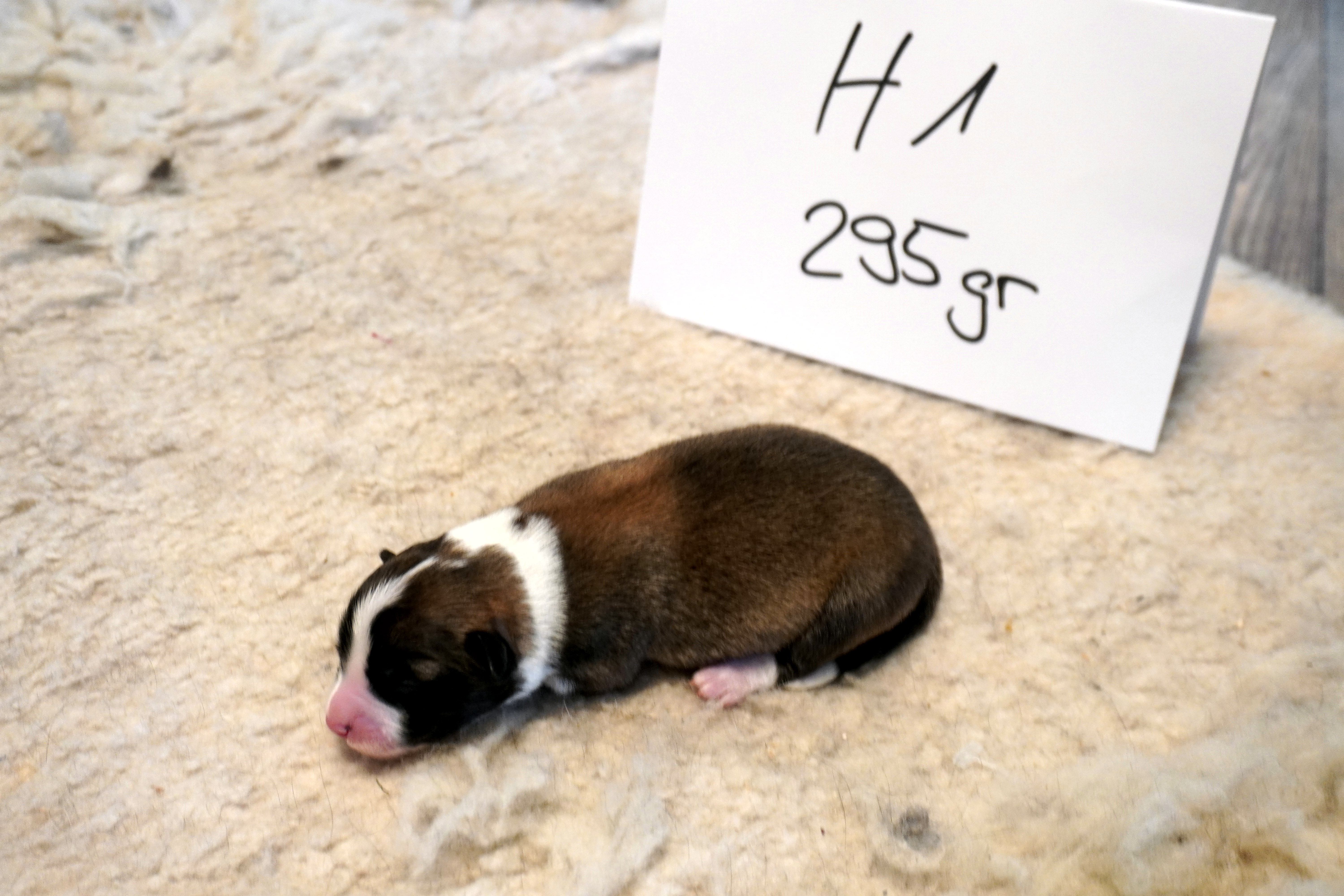 Hündin 1
