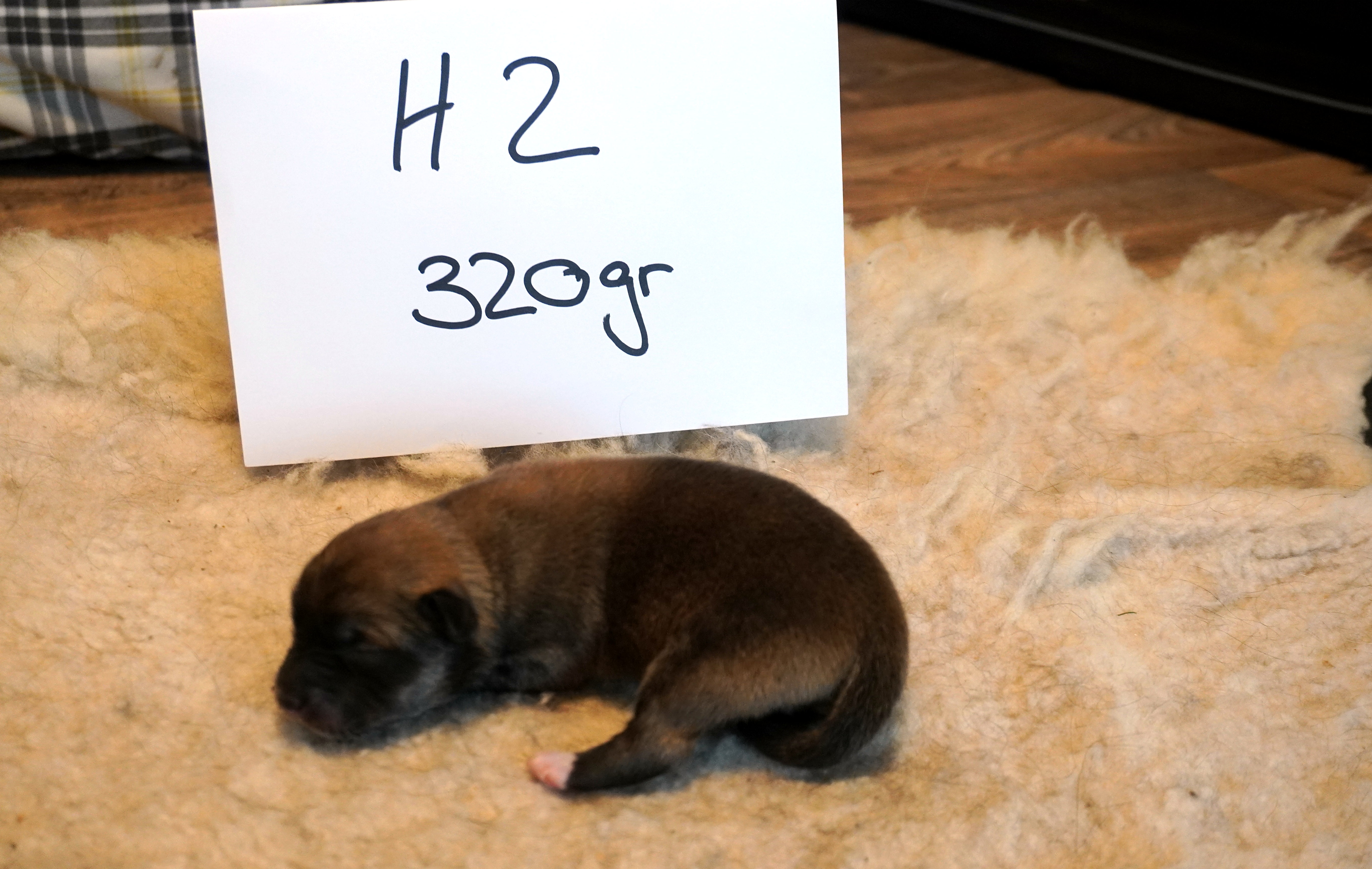 Hündin 2