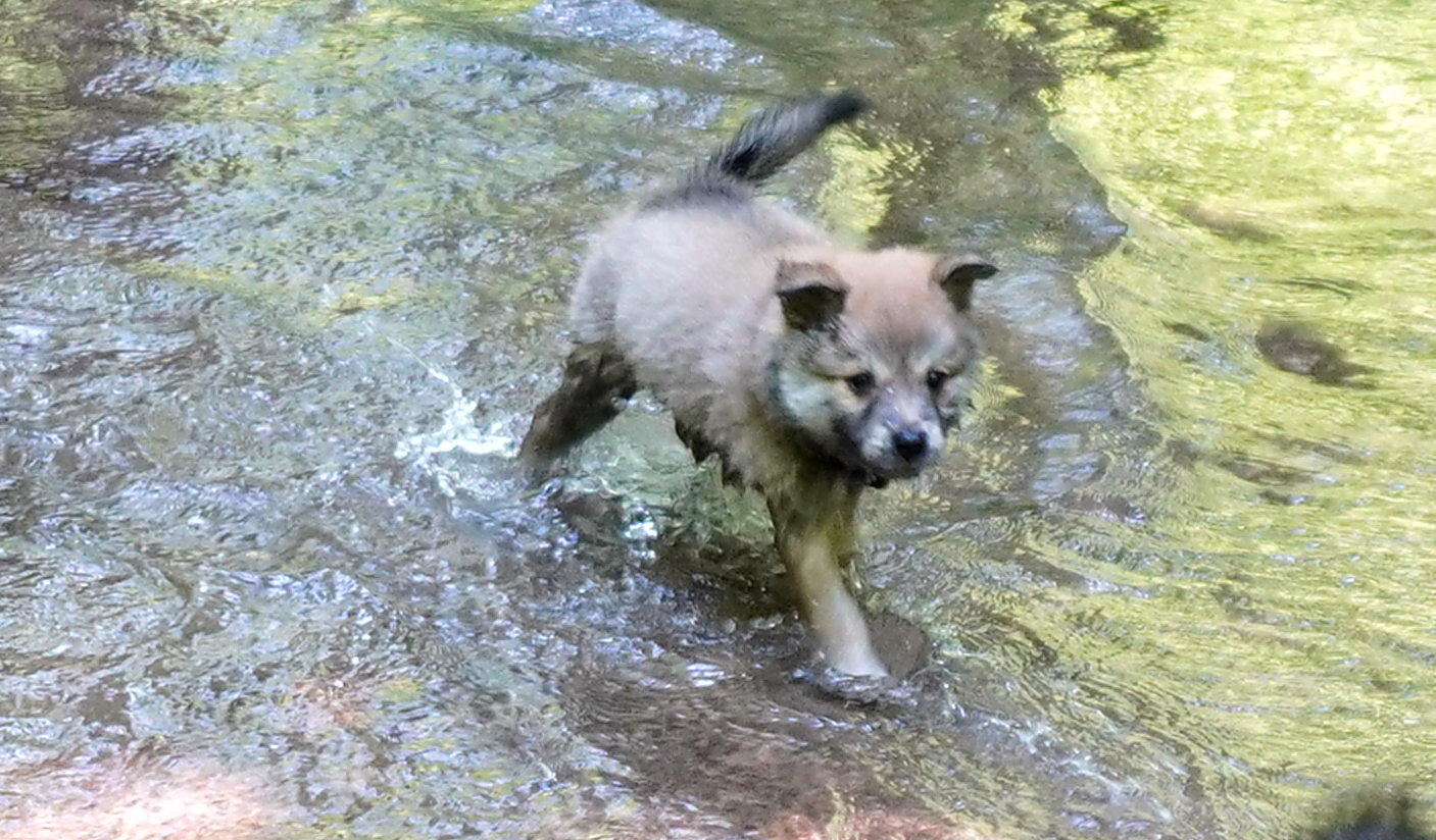 Freya